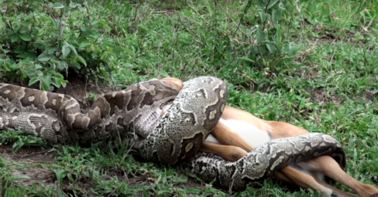 ഇമ്പാലയെ ഒന്നോടെ വിഴുങ്ങി കൂറ്റൻ പെരുമ്പാമ്പ്;അമ്പരന്ന് കാഴ്ചക്കാ ...