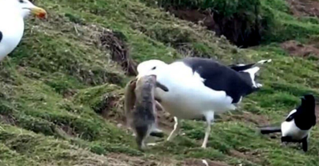 Horrifying Video Shows Seagull Pulling Live Rabbit Out Of Its Hole And Swallowing It Whole Horrifying Video Shows Seagull Pulling Live Rabbit Out Of Its Hole And Swallowing It Whole