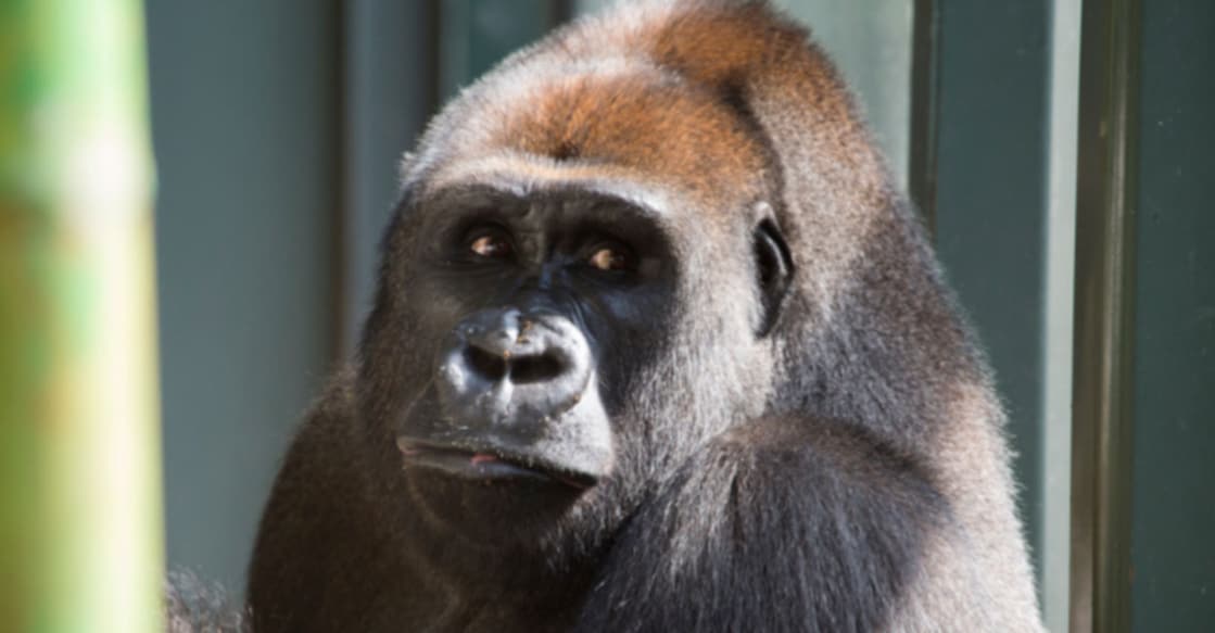 Teenage Gorilla Getting Addicted to Screen Time on Visitor Phones, Says Zoo Image Credit: Lincoln Park Zoo/ Twitter