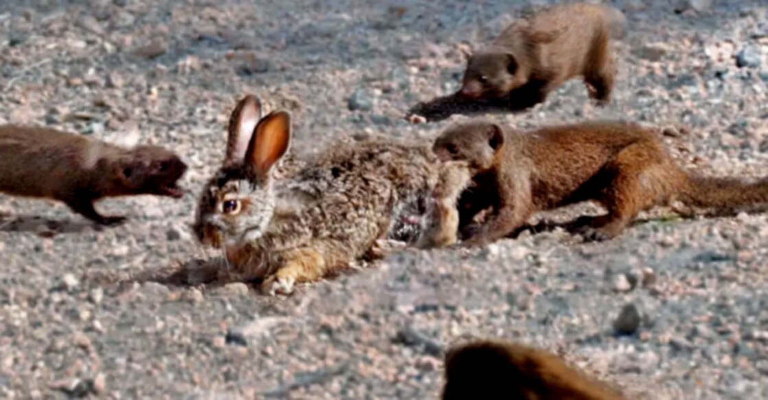 Mongooses Tear Baby Hare Apart Grab Image from video shared on Youtube by Latestsighting