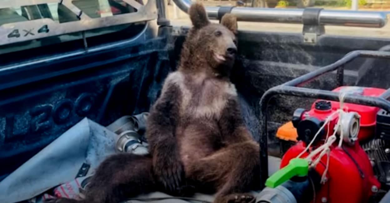 Drunk and drunk  Authorities rescued the drunken bear cub