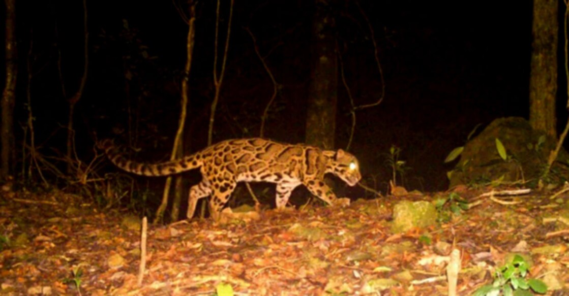 Rare Sighting Of Clouded Leopard Leaves Internet Amazed Image Credit: Forest Department, Government of West Bengal/ Facebook