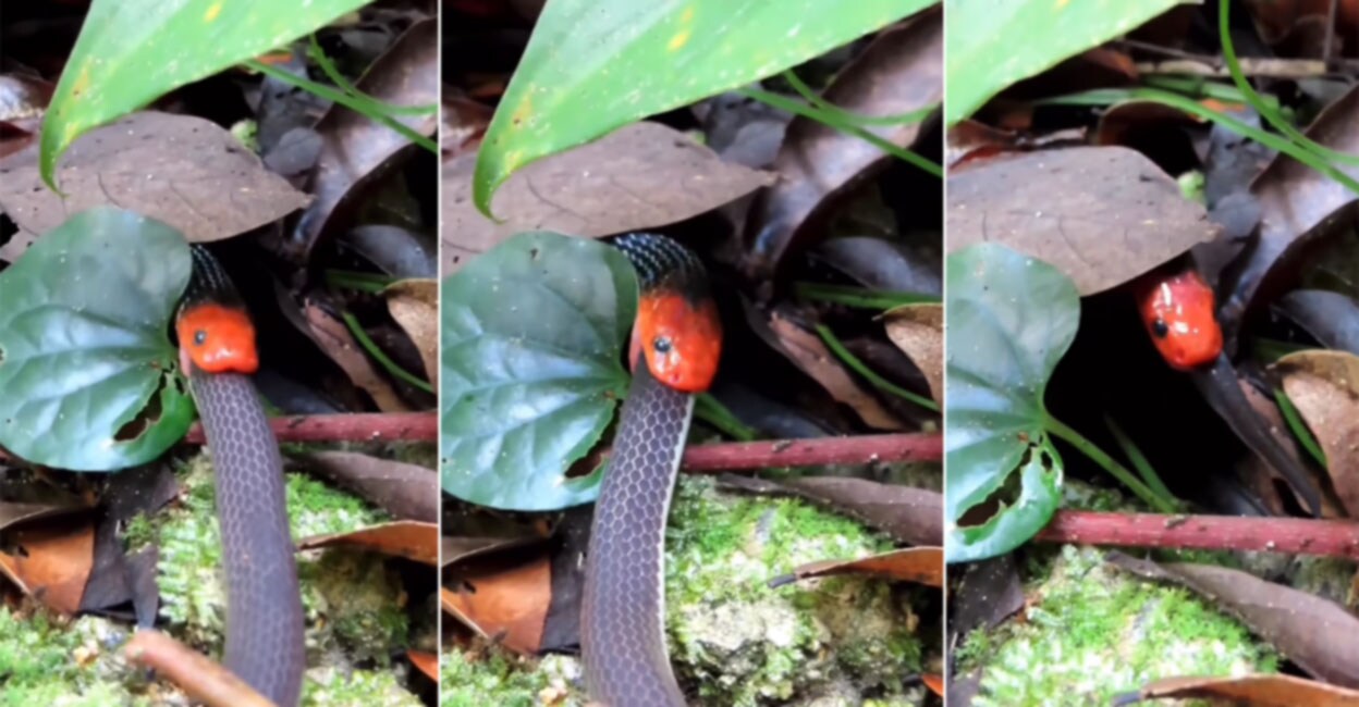 A Malaysian coral snake that swallows a snake with all its heart;  Amazed Viewers – Video- Coral Snake completely devours its seemingly larger rival snake