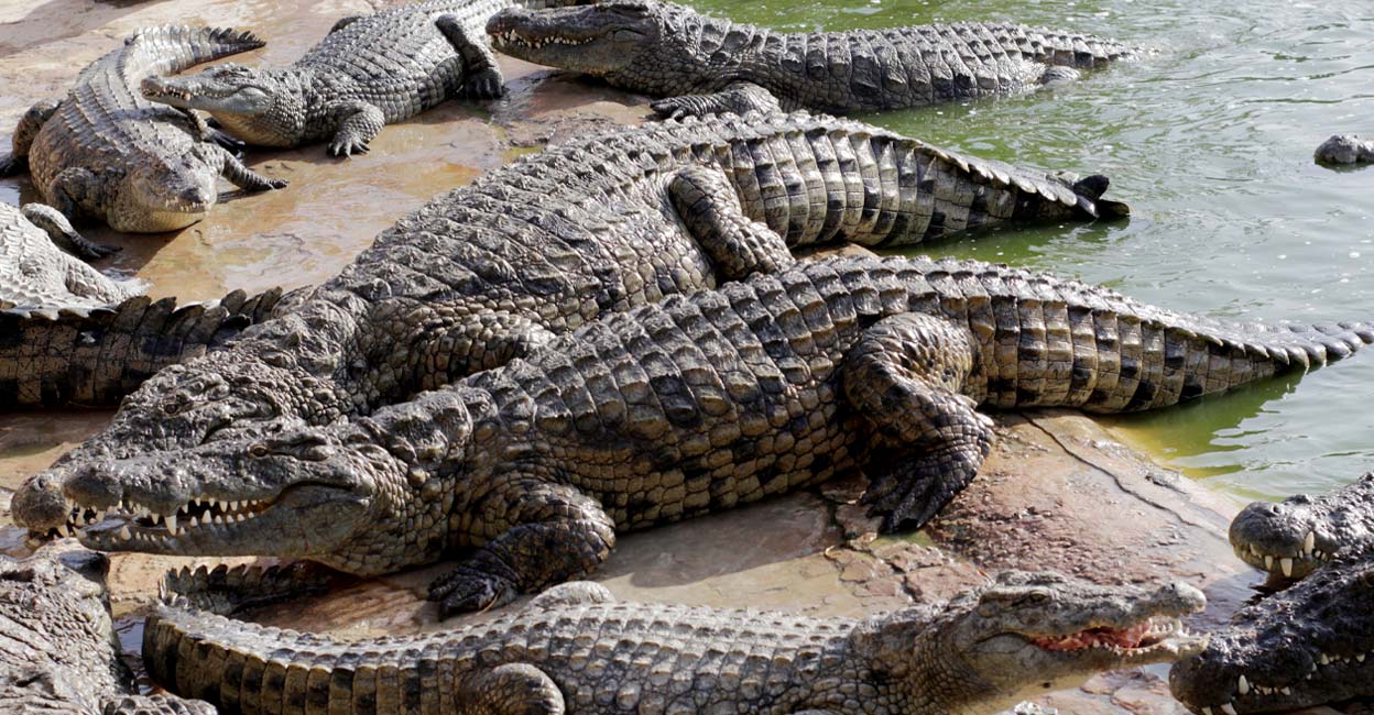 crocodile farms where biting crocodiles are bred; Target Meat ...