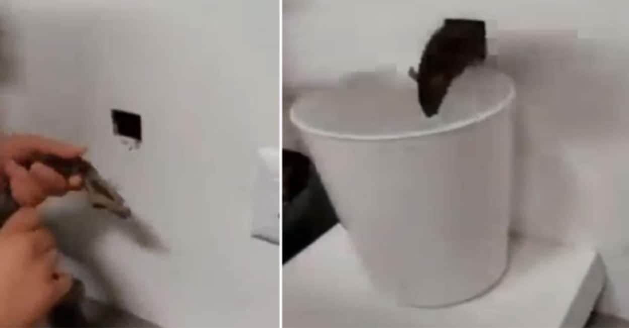 എലികളെ തുരത്താന്‍ ആയുധം പാമ്പ്; വേറിട്ട എലിപിടുത്തം, കൈയടിച്ച്