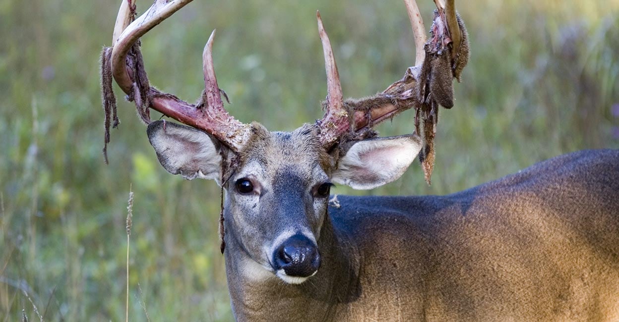 Deer Shedding Velvet Looks Painful But It's All Part Of Antler