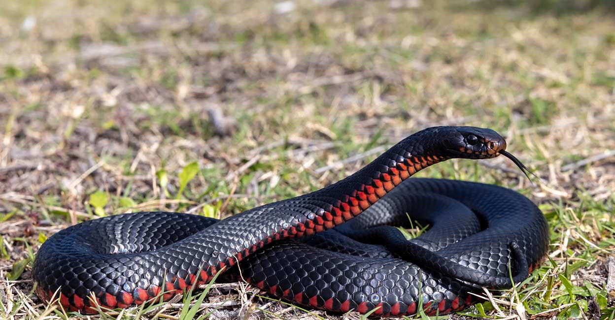Snake catcher throws killer reptile back into man’s house after he refuses to pay him