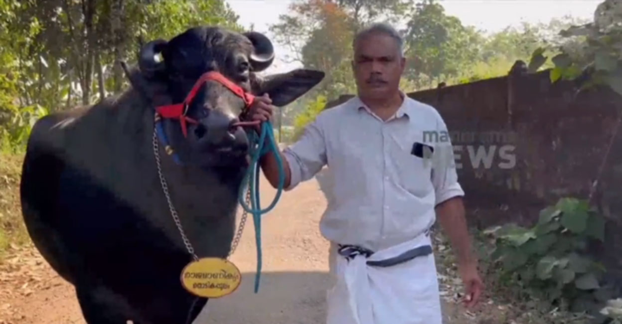 1200 കിലോ തൂക്കം; രാജമാണിക്യത്തിന്റെ അഞ്ചാം പിറന്നാള്‍ ആഘോഷമാക്കി ...