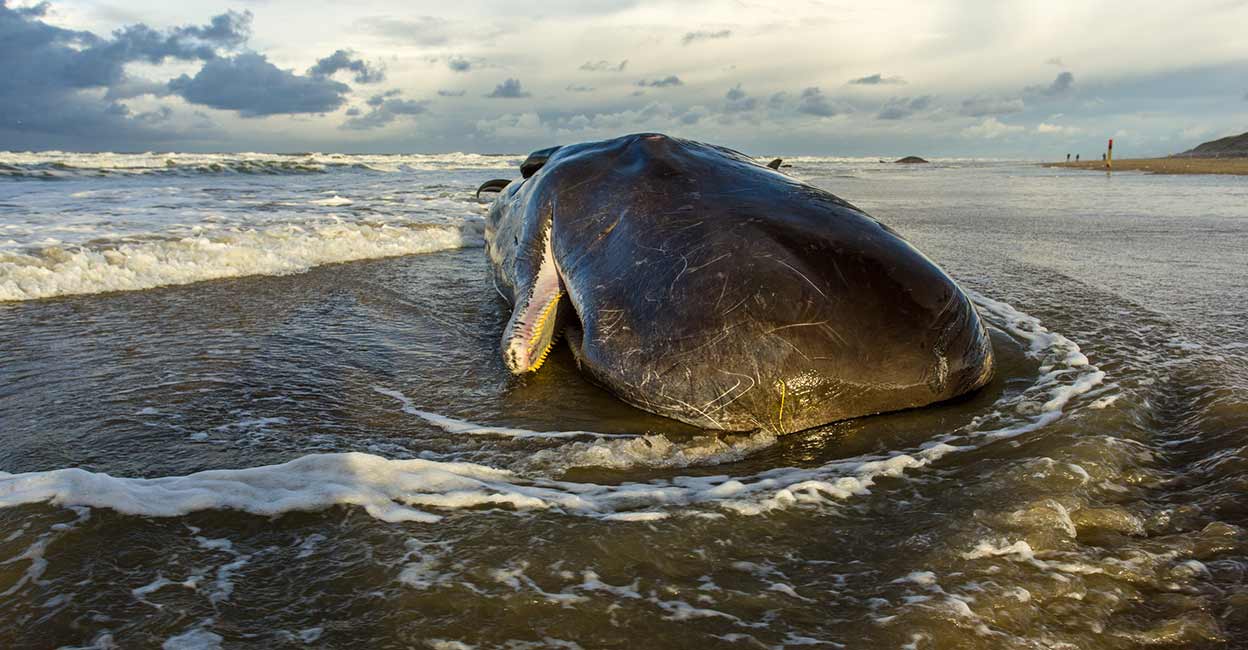 Sperm whale beached in Oregon killed by ship, feds find