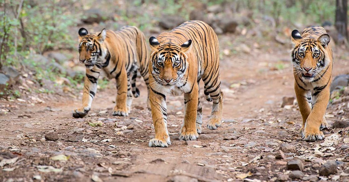 Image Credit: guenterguni/ Istock