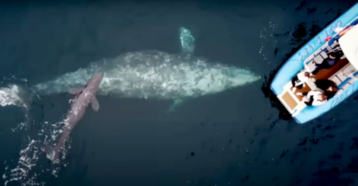 ബോട്ട് യാത്രക്കാർക്ക് മുന്നിൽ കുഞ്ഞിന് ജന്മം നൽകി വമ്പൻ തിമിംഗലം