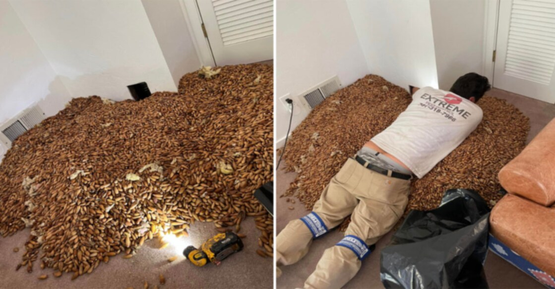 Woodpeckers store over 300 kg of acorns inside house walls, see the pictures here Image Credit: Facebook/ Nick’s Extreme Pest Control