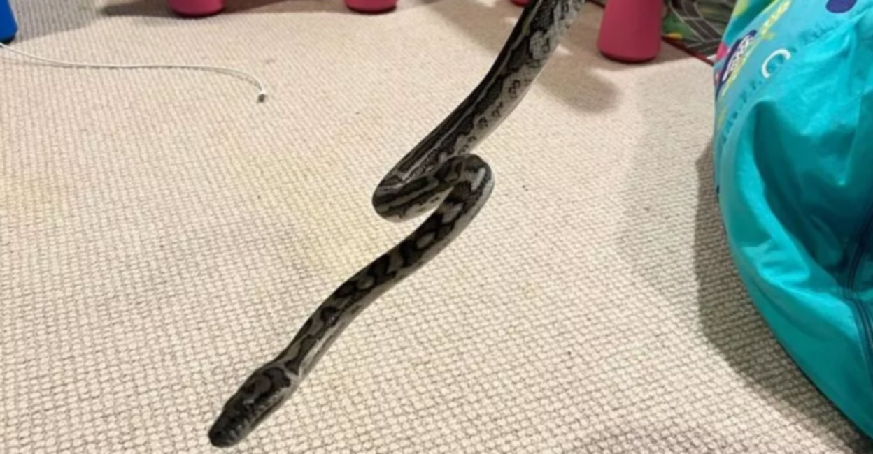 A 3-foot-long snake wrapped around the child’s arm while sleeping;  Bitten Twice- Young Boy Wakes Up With Snake Wrapped Around Arm, Bitten Twice