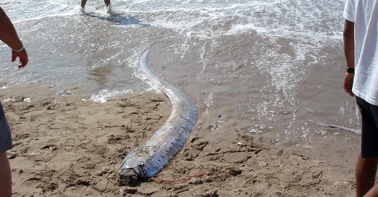 oar fish washed ashore;  Will disaster follow?  People with fear