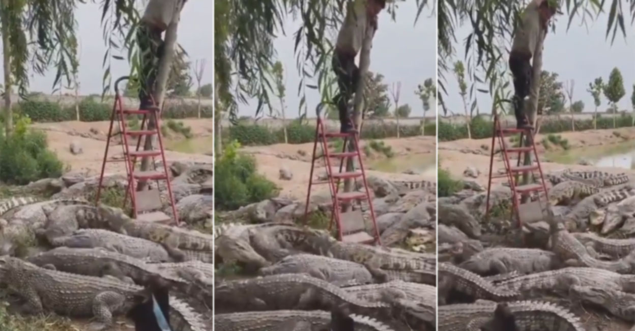 കടിച്ചു കീറാൻ പാഞ്ഞടുത്ത് മുതലക്കൂട്ടം; രക്ഷപ്പെടാൻ യുവാവിന്റെ