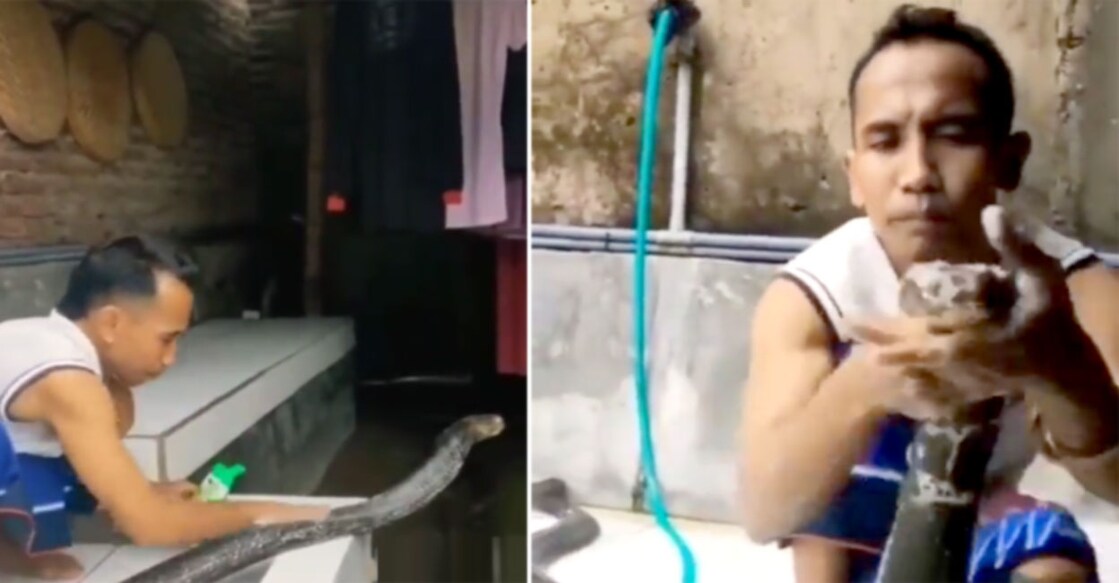 Man Fearlessly Gives a Bath to Giant King Cobra in Viral Video That Has Left Netizens Wide-Eyed Grab image from video shared on Twitter by drqayumiitk
