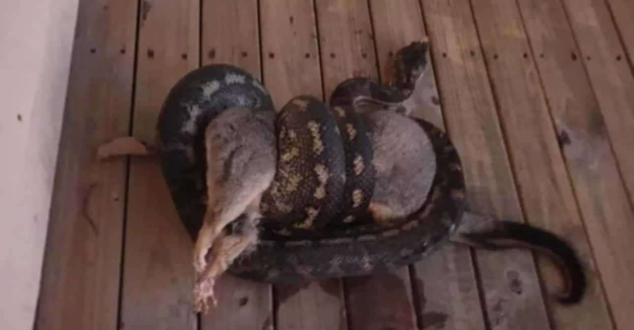 A huge python stalks the possum;  Scared baby-video