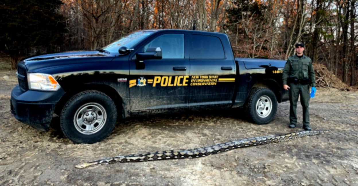 The mysterious ball lying on the side of the road;  When examined, the giant python was 14 feet long