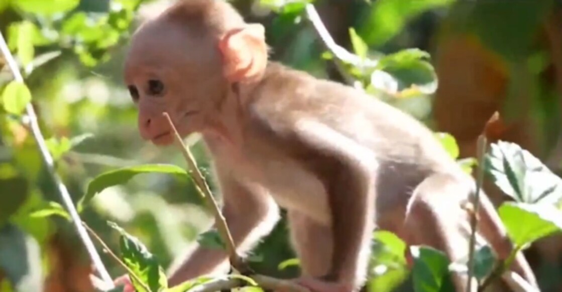 MARK Volunteers Rescue & Feed Baby Monkey Found Its Dead Mother Grab Image from video shared by Manorama NEWS