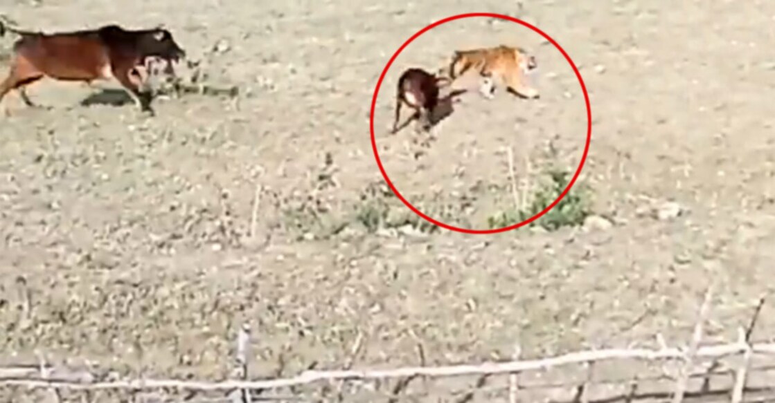 Tiger Chases Calf In Open Field. What Happens Next Stuns Internet Grab Image from video shared on Twitter by Susanta Nanda