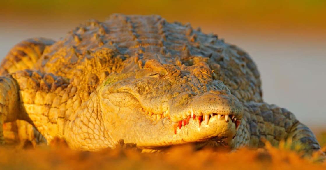 Discovery of Headless Crocodile Sparks Disturbing Theory പ്രതീകാത്മക ചിത്രം. Image Credit: Ondrej Prosicky/ Istock