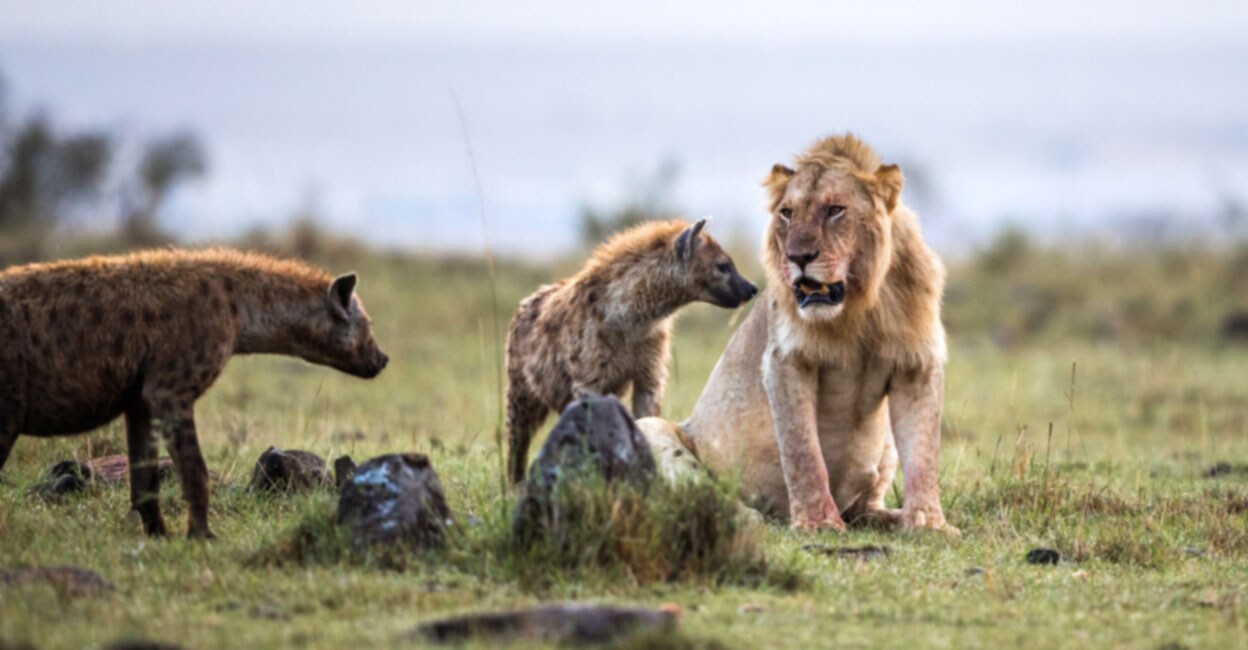 ഇത്രയ്ക്കേ ഉള്ളോ? സിംഹങ്ങളെ വിരട്ടിയോടിച്ച് കഴുതപ്പുലികൾ; മാസായ്