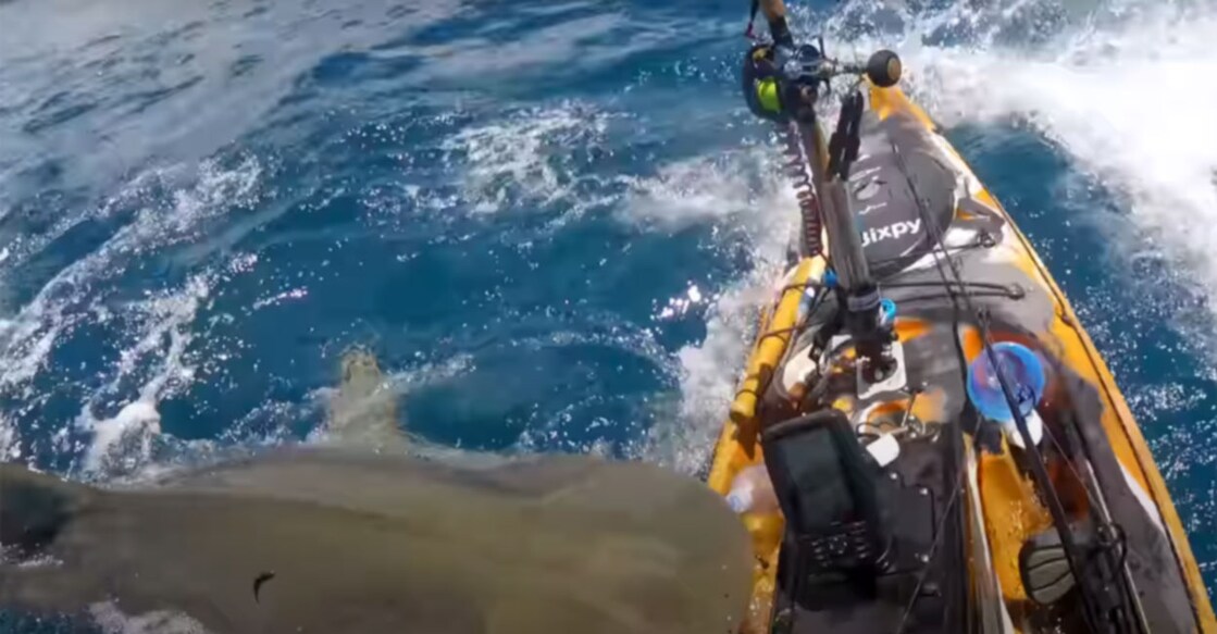 Man pushes away tiger shark that attacked his kayak. Watch hair-raising video Grab image from video shared on Youtube by Hawaii Nearshore Fishing