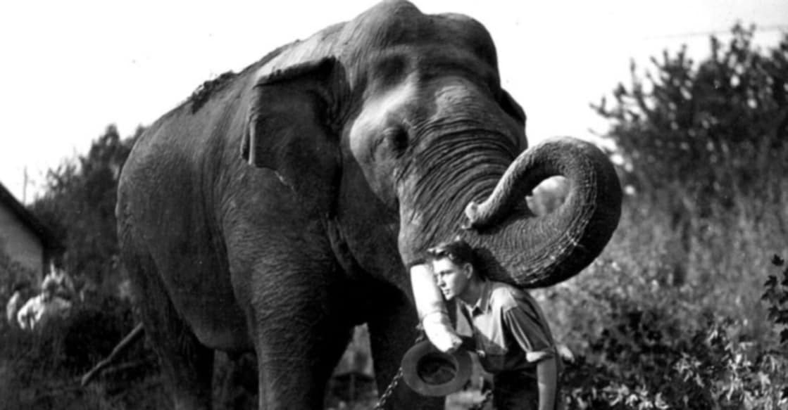 The Incredibly Sad Story of Jumbo, the Most Famous Elephant of the 19th Century Image Credit: Twitter/ KikiAtLarge