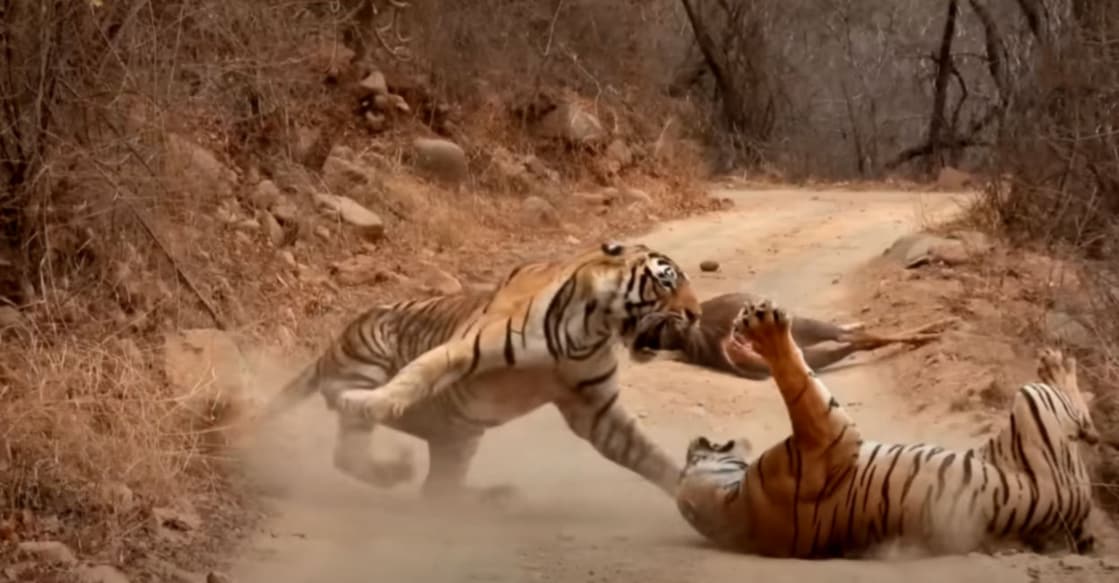 Tigress Tries To Steal Tiger's Meal. This Happens Next Grab Image from video shared on Youtube by Latestsighting