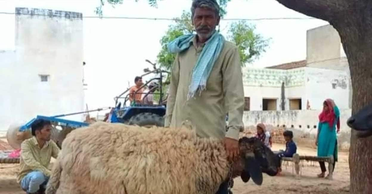 The Sacred Number: Rajasthan Lamb Fetches ₹ 1 Crore Bid but is Rejected