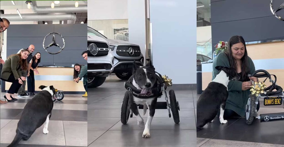 benz-cat ബെൻസ് വീൽചെയറിൽ ബണ്ണി (Screengrab: Instagram/keepingfinn)