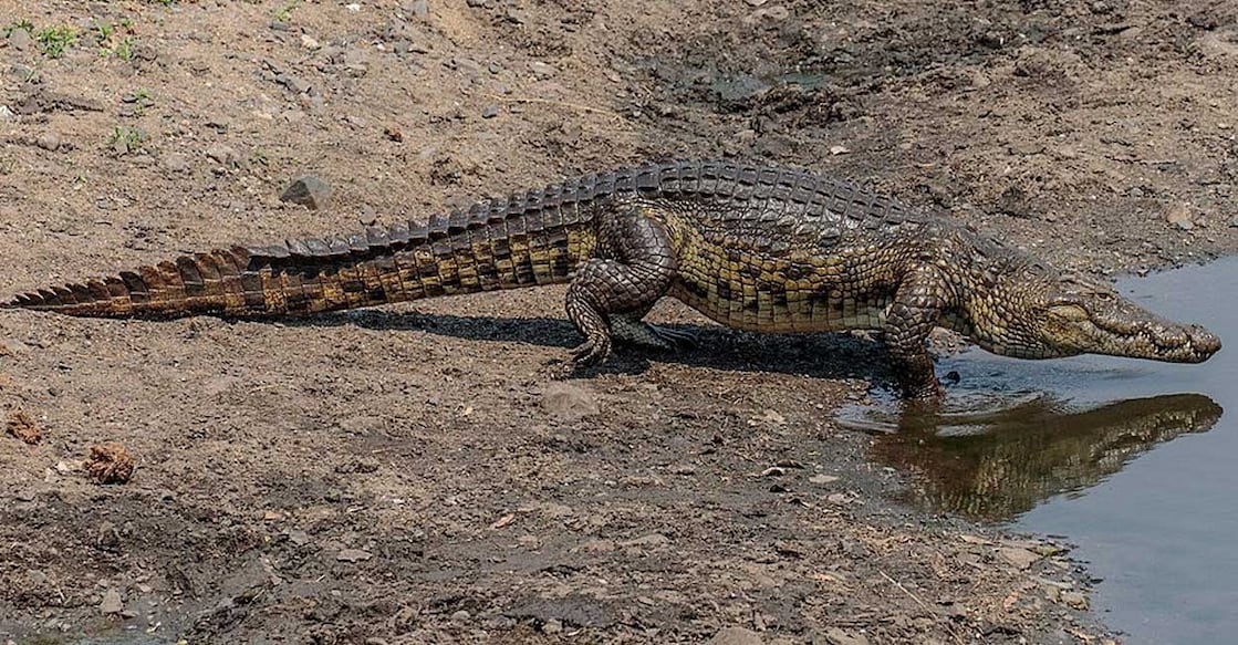 crocodile നൈൽ മുതല (Photo: Twitter/@TM9380)