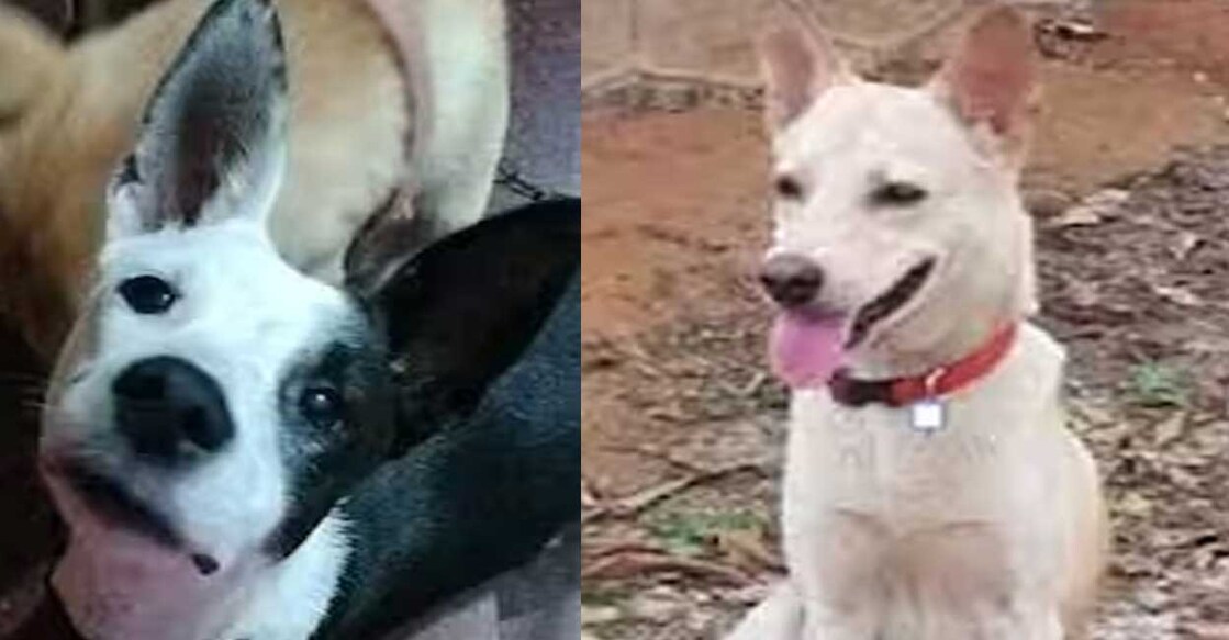 oreo-gundu ഓറിയോ, ഗുണ്ടു