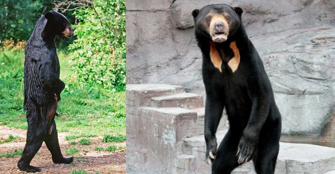 sun-bear സൺ ബിയർ (Photo: Twitter/@eschalnajmi)