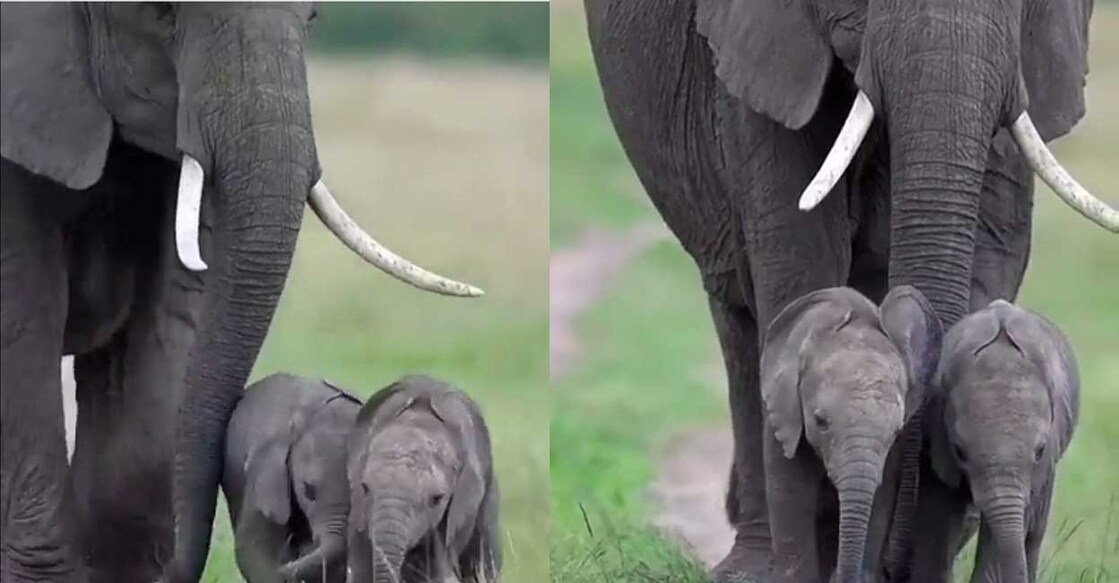 elephant വിഡിയോയിൽ നിന്ന് (Photo: Twitter/@susantananda3)