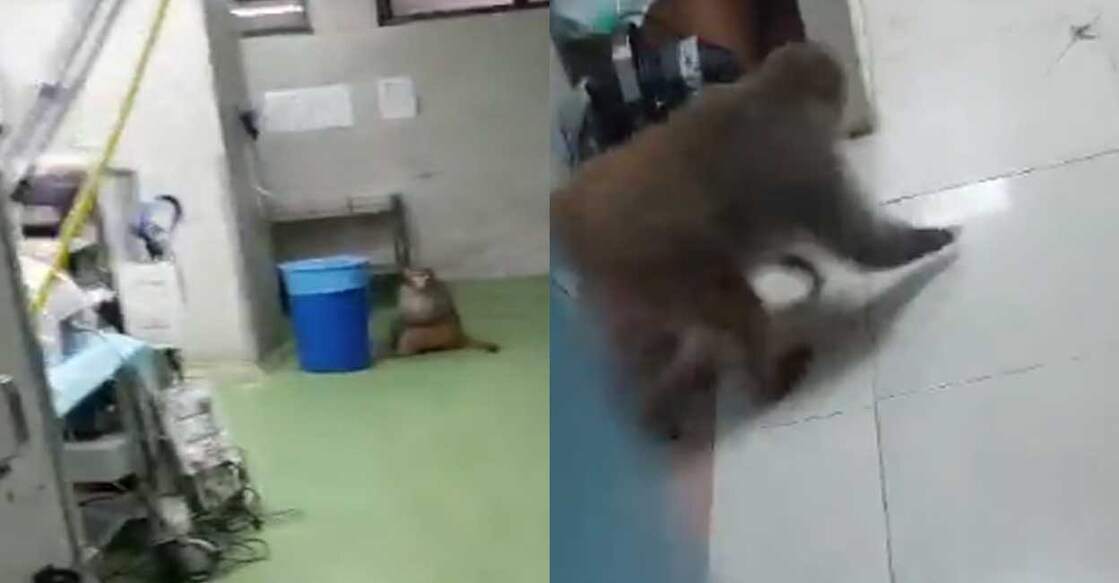 monkey-2 വിഡിയോയിൽ നിന്ന് (Photo: Twitter/@hemantrajora_)