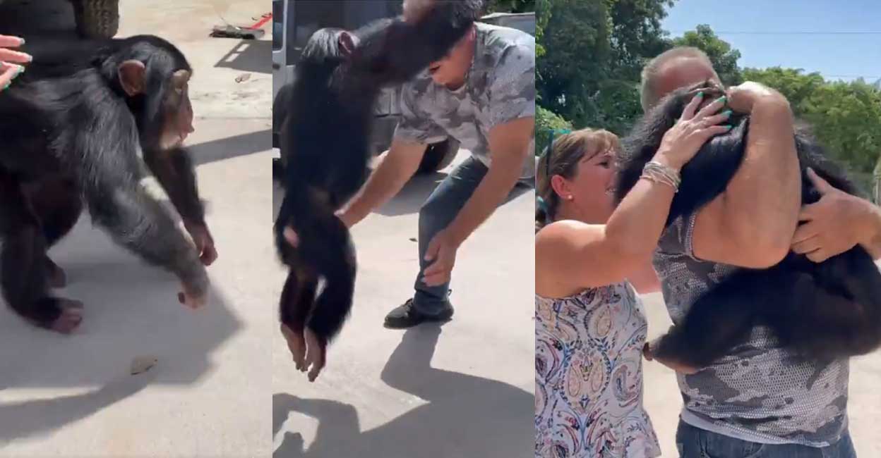 Chimp Being Rude രോഗിയായിരുന്നപ്പോൾ പരിചരണം; വർഷങ്ങൾക്കുശേഷം ദമ്പതികളെ കണ്ടുമുട്ടി ...