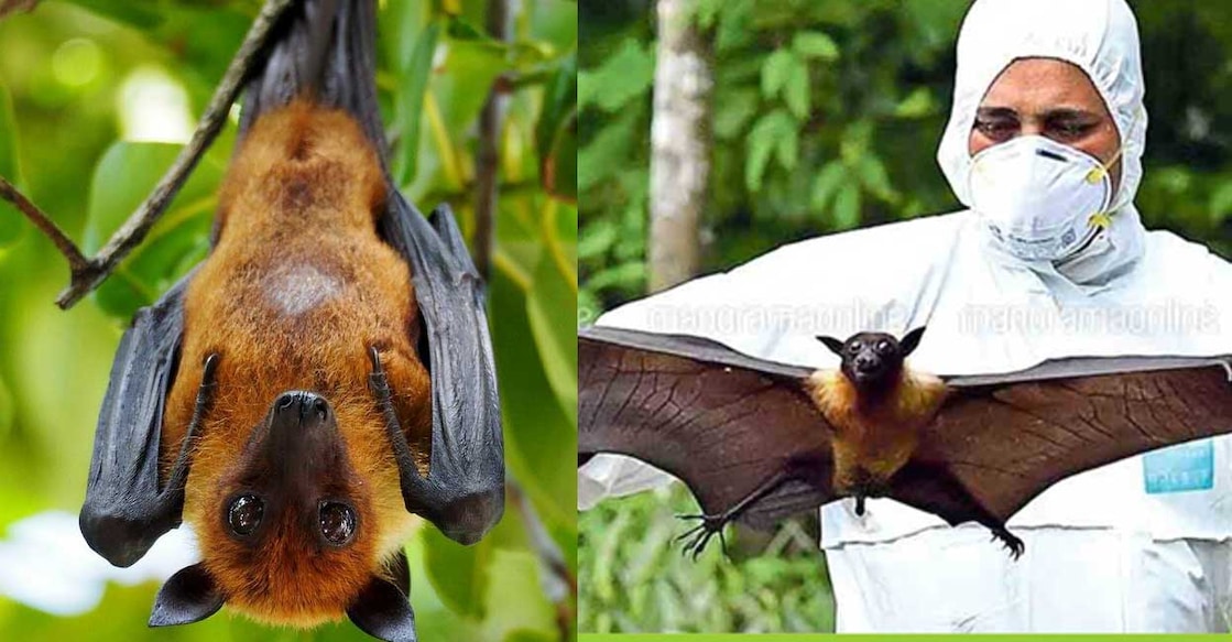 nipah പഴംതീനി വവ്വാൽ (Photo: Twitter/@Brain_Gain_) , ഫയൽചിത്രം ∙ മനോരമ