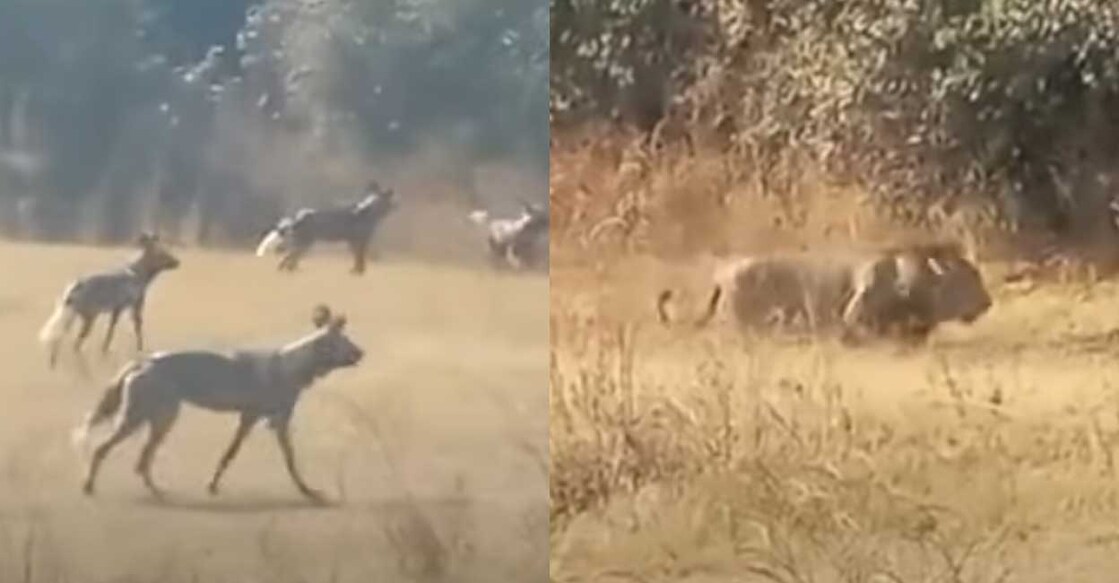 lion-wild-dog വിഡിയോയിൽ നിന്ന് ( Credit: Youtube/Maasai Sightings)