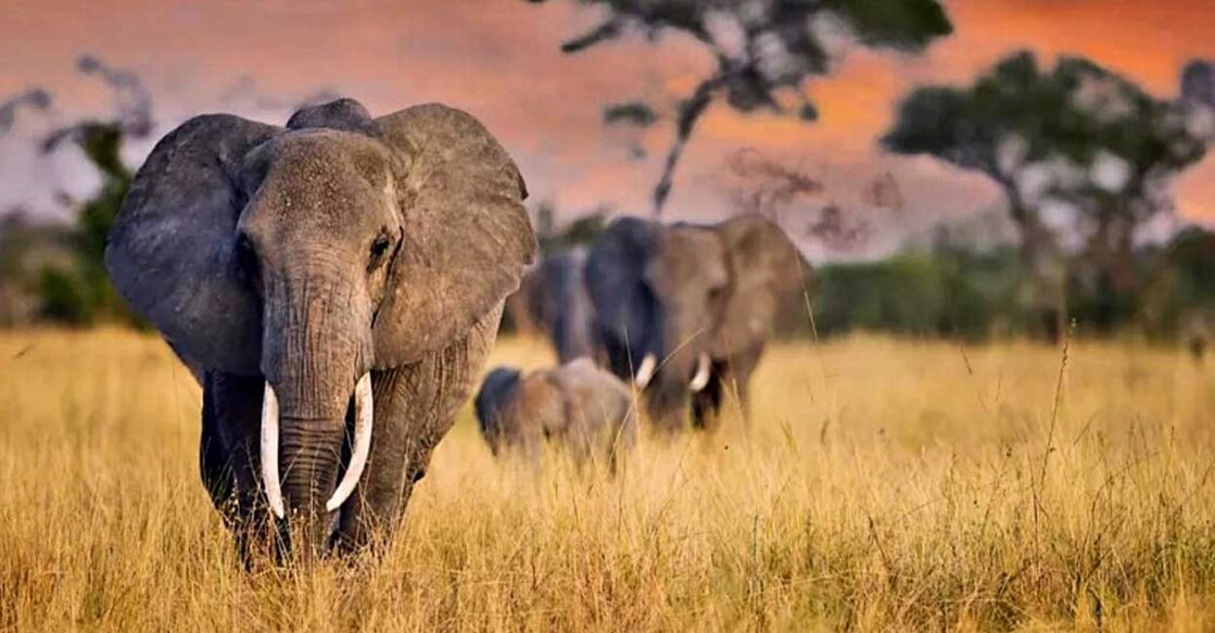 ആഫ്രിക്കൻ ആനകൾ. (Photo: Twitter/@OElephants)