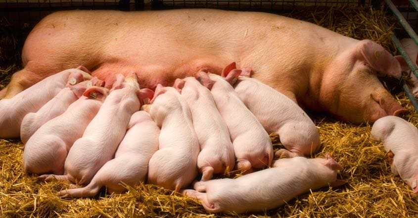 pig pig