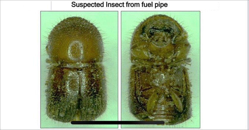 petrol-beetle-3 petrol-beetle-3