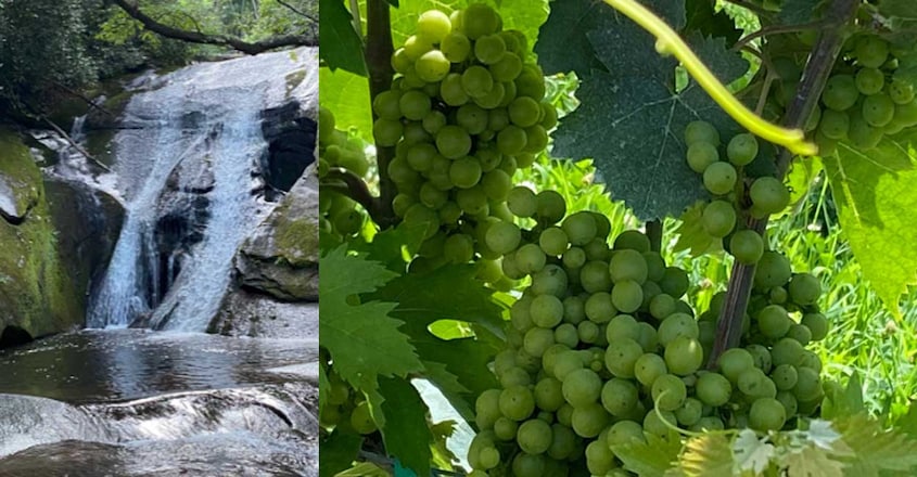 water-falls-grape water-falls-grape