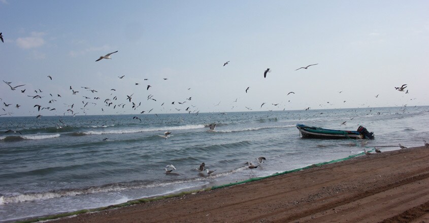 gulf2 gulf2