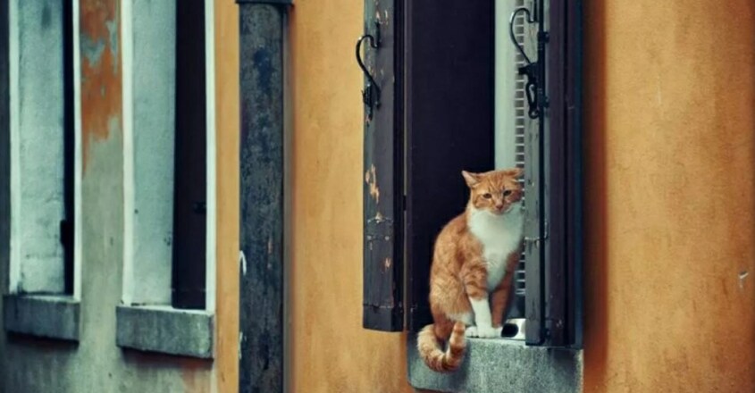 cat2 cat2