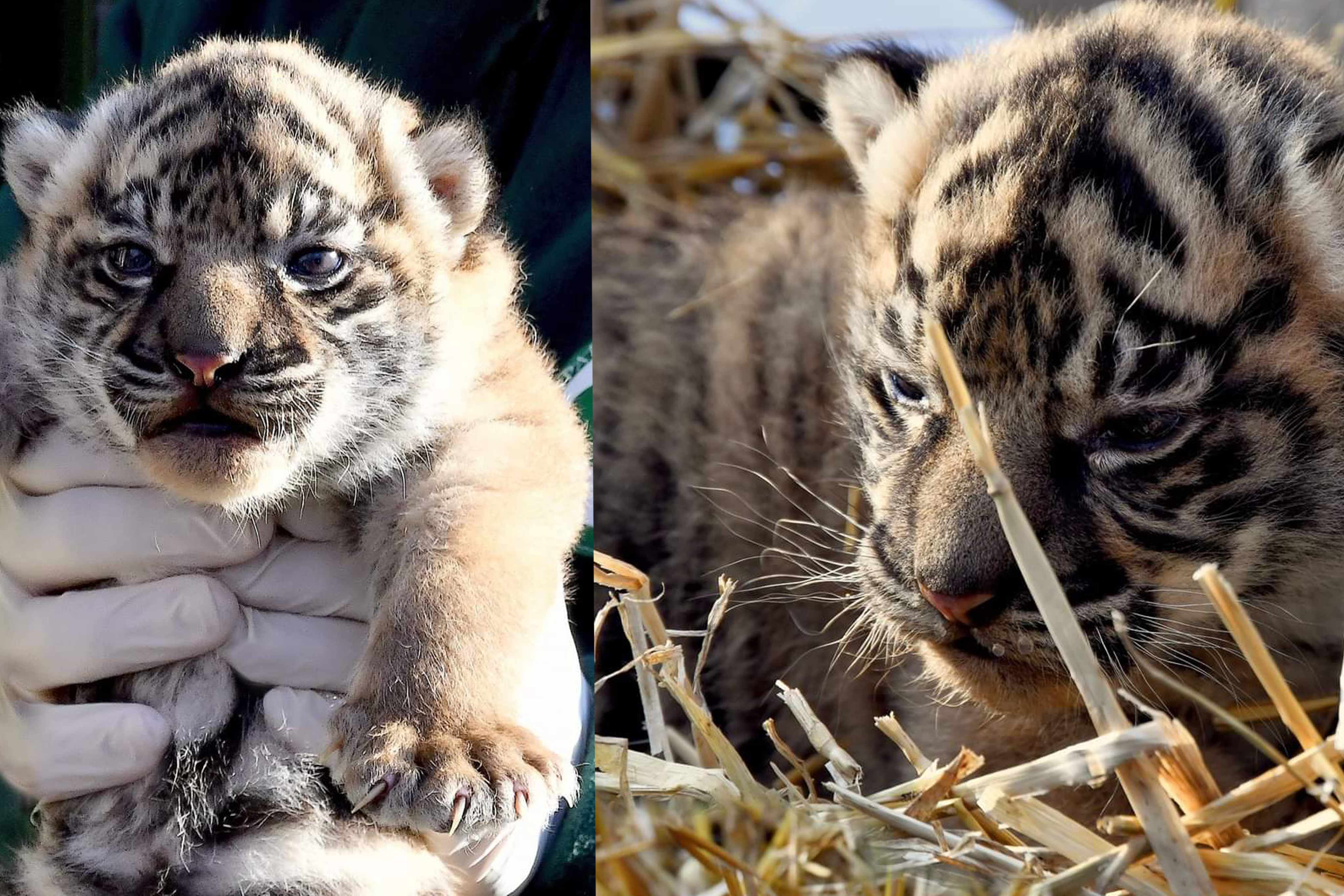 Endangered Sumatran Tiger Cub Born At Bioparco Zoo In Rome - Archyde