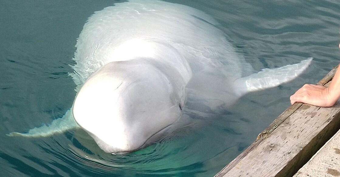 whale-hvaldimir Image Credit:X/litelin