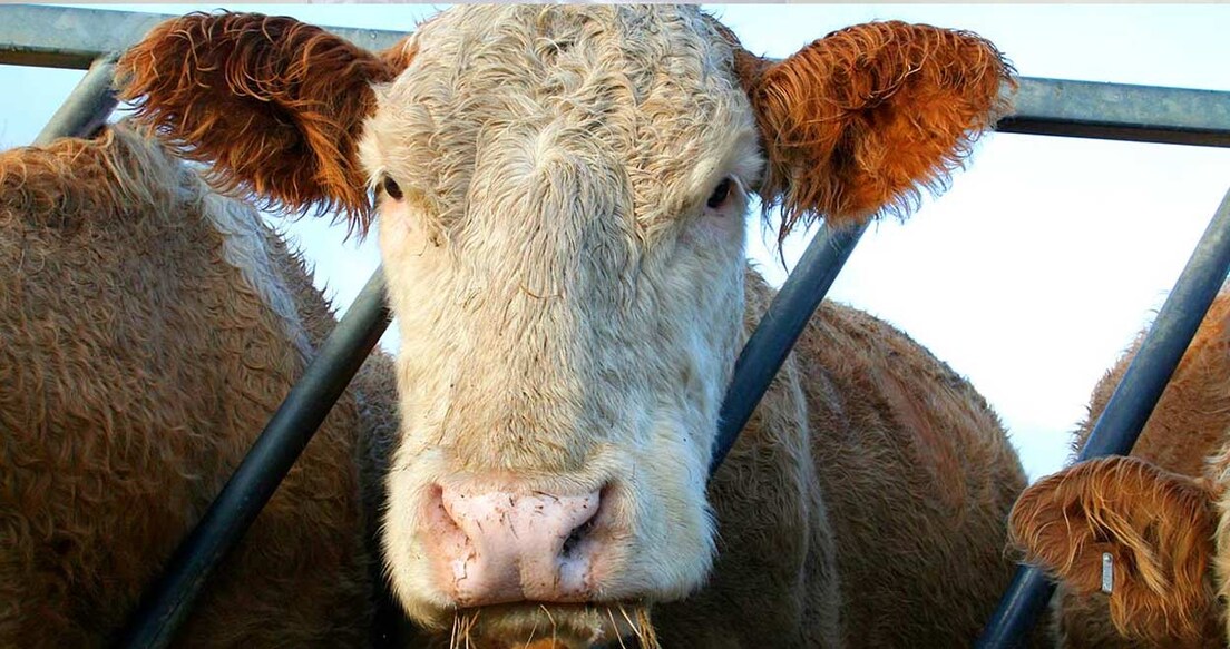 foot-and-mouth-disease-outbreak-in-germany ജർമനിയിൽ കുളമ്പുരോഗം സ്ഥിരീകരിച്ചു. Representative Image. Image Credit: purplevine/Istockphoto.com