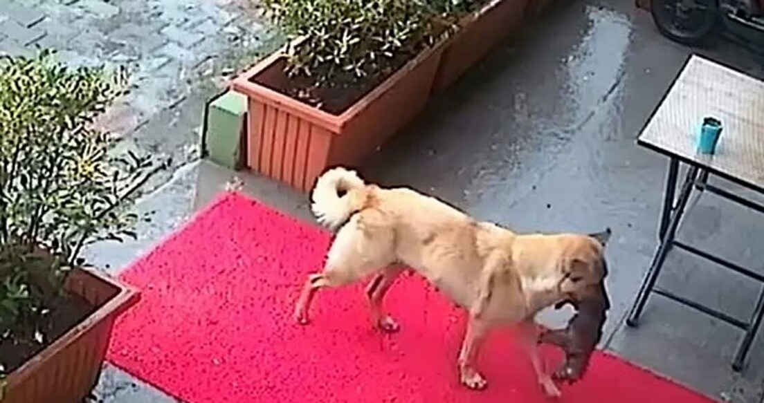  Screengrab:X/dog_rates
