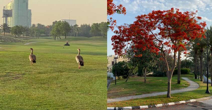 jacob-mathew-nature-dubai5 jacob-mathew-nature-dubai5